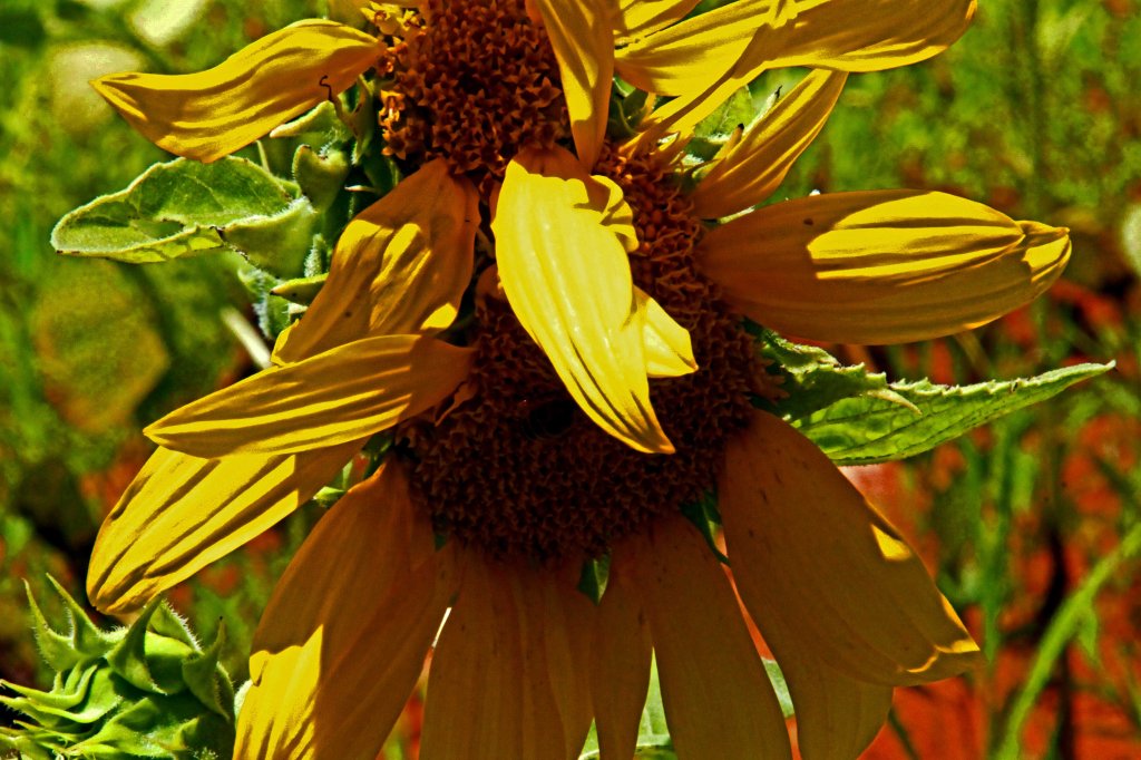 Honey Bee in sunflower