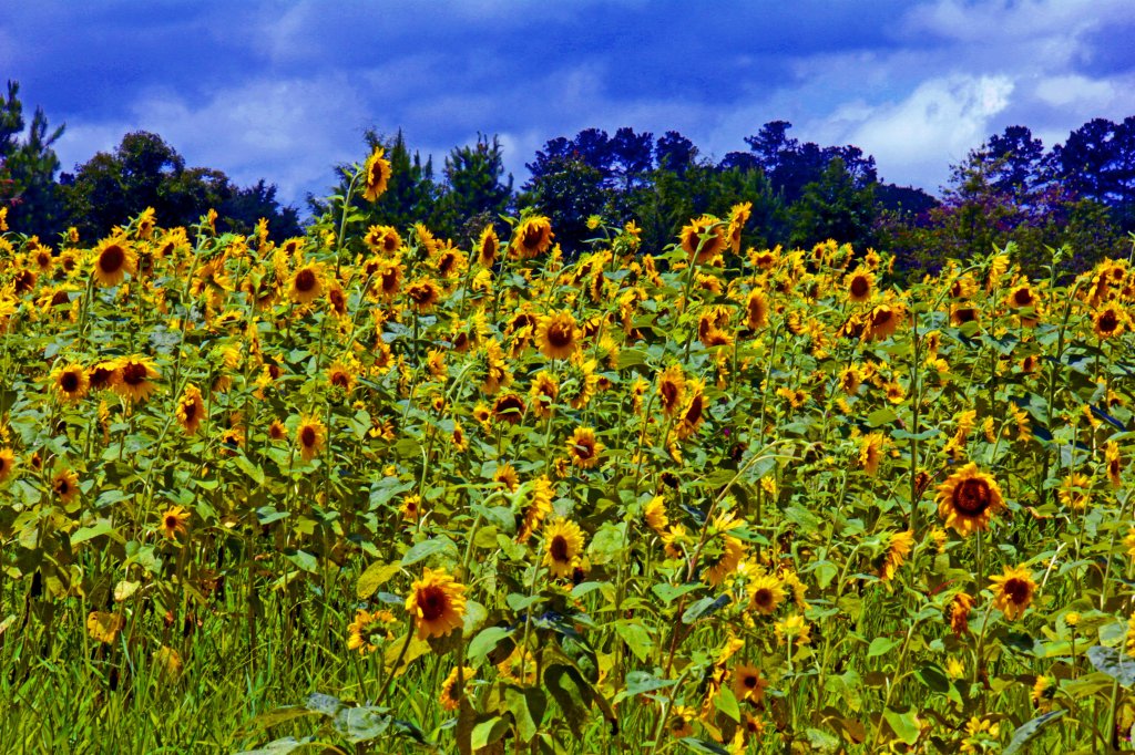 A field of sunflowers for my wife Laura to enjoy.
